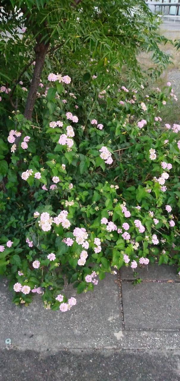 猛暑の中での癒し🌼
