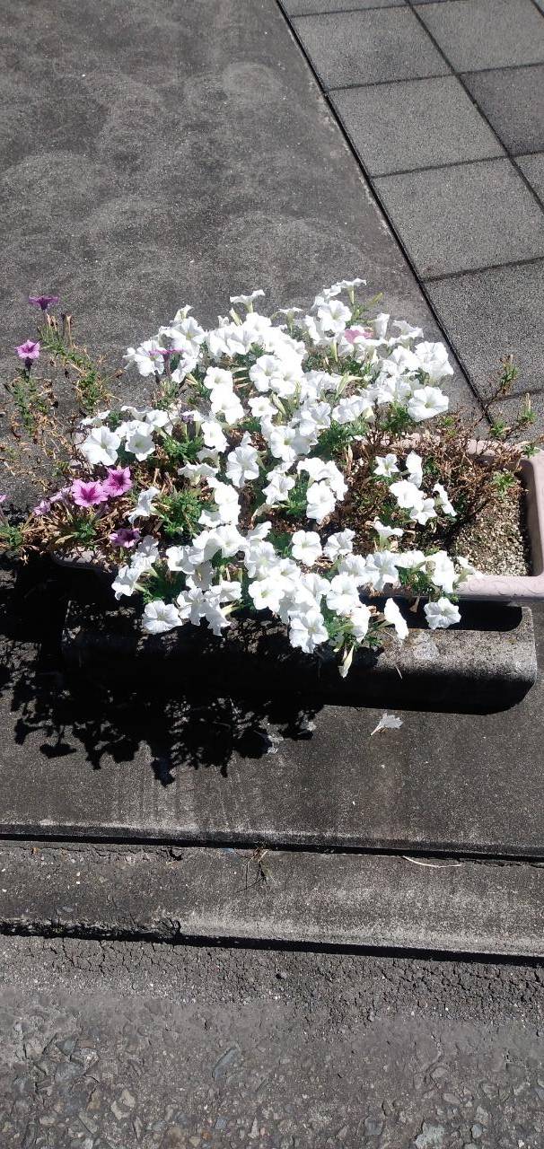 全身小麦色の方
