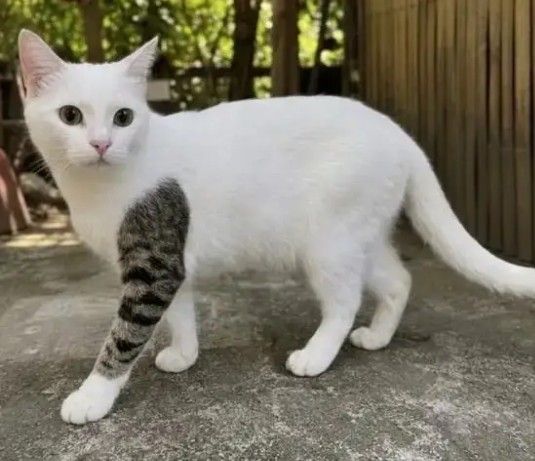 タトゥーみたい