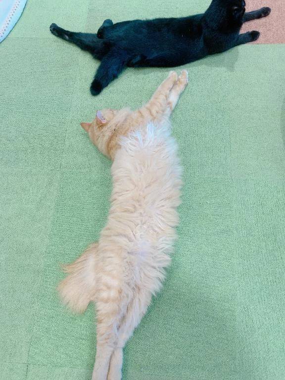 レイラ【愛されキャラのHな妹】