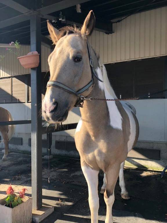 ルイ【セクシーな天然サキュバス】