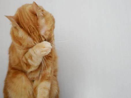 わかな［体験］