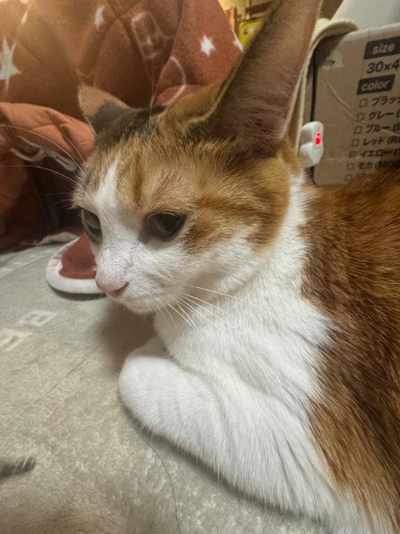 よつば（経験極少☆体験姫）