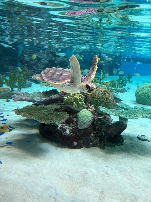 ひめの（業界初挑戦☆体験姫）