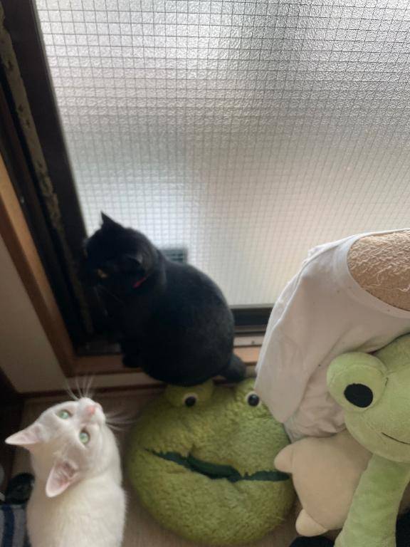 こんばんは