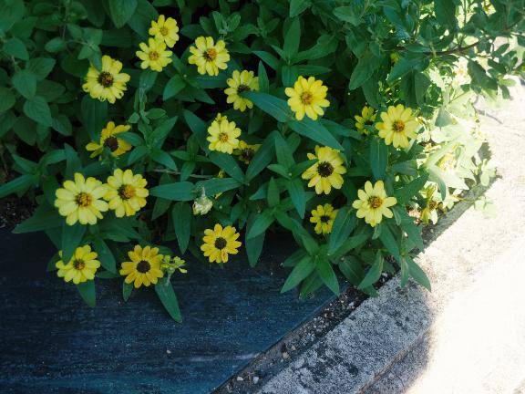 お題の続き🌼