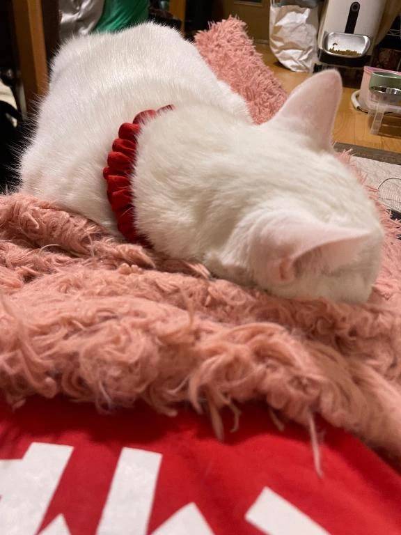こんばんは