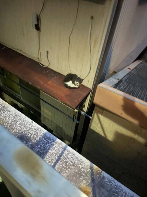 かれん