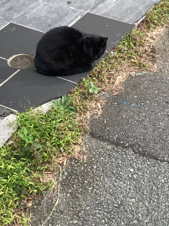 ひかり