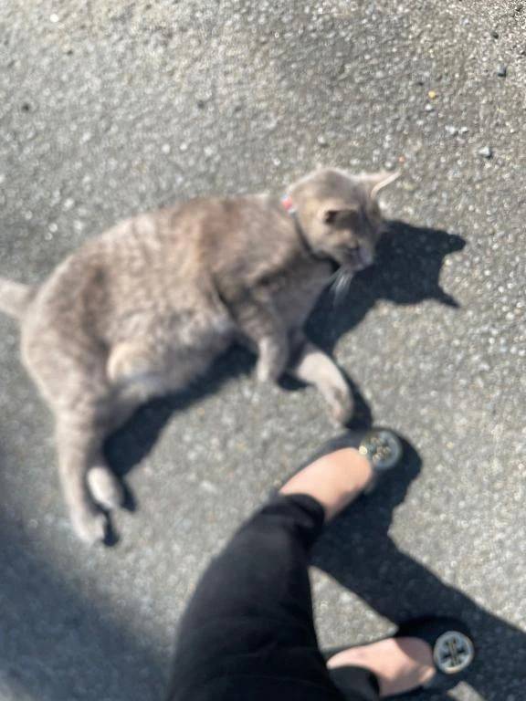 かれん