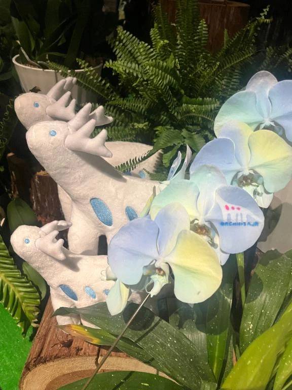 さや【マットヘルス限定】