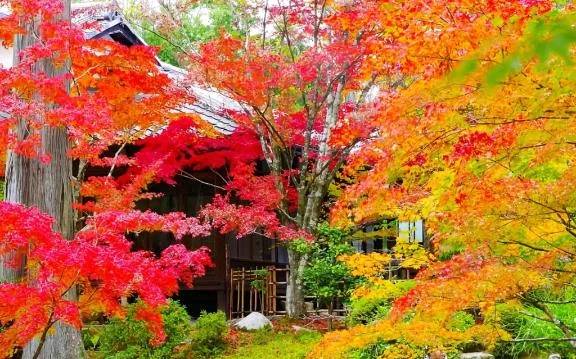 癒される〜〜🍂🍁