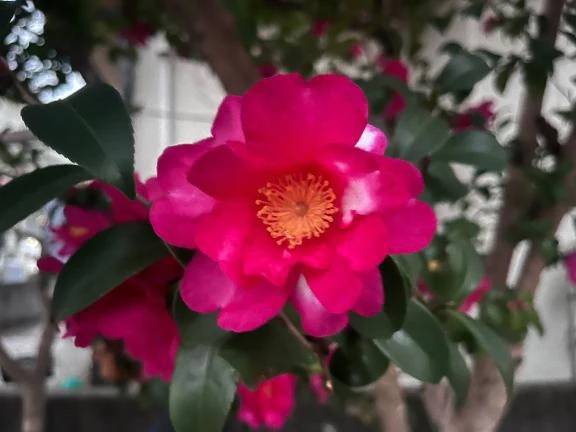 出勤してます🐈🐾