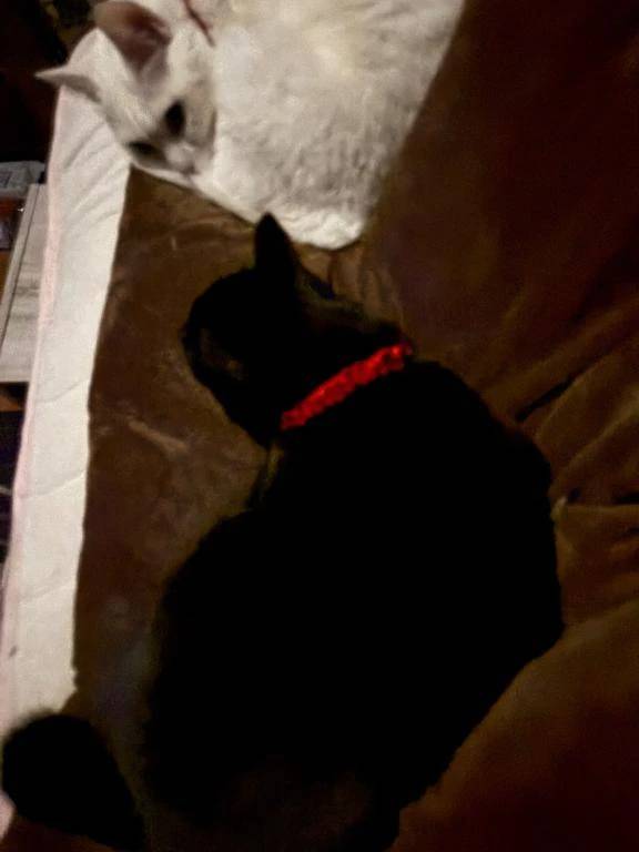 おはよ~( ³ω³ ).。oO