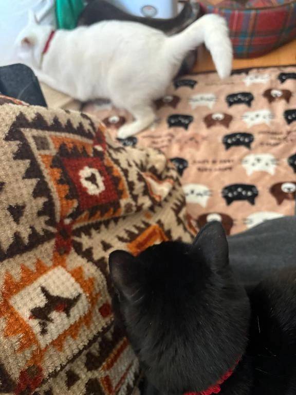 おはようございます٩(*´꒳`*)۶