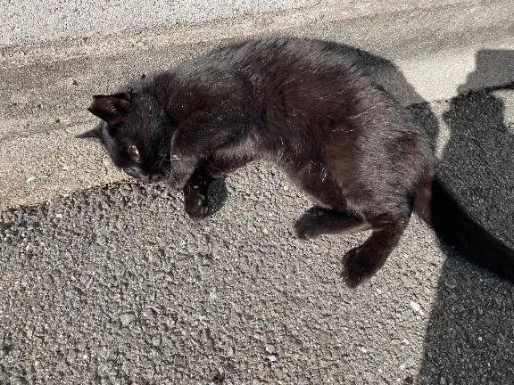 🐈‍⬛