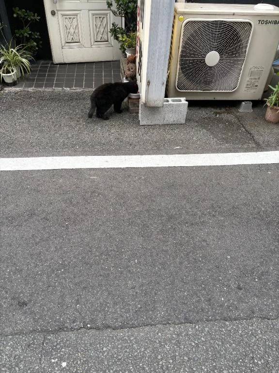 かれん