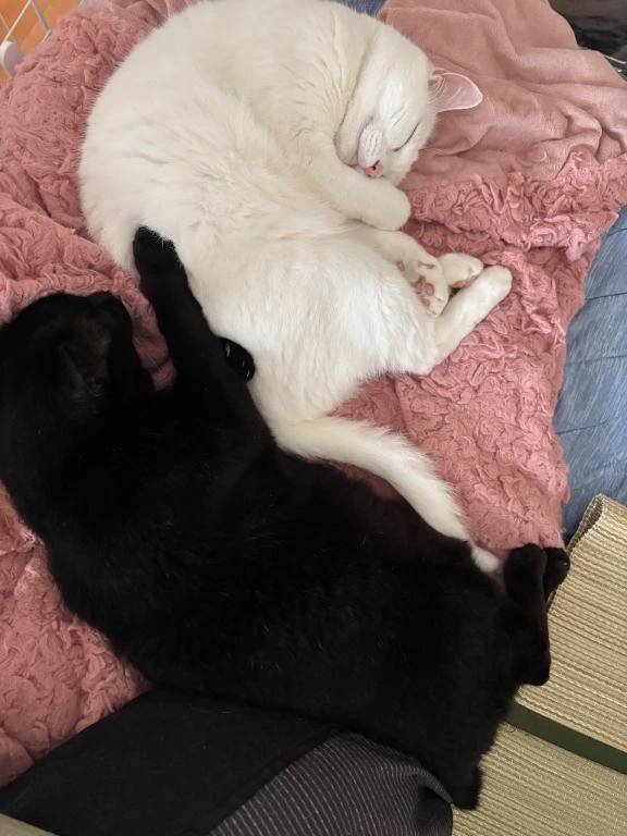 (๑ˊ͈ ꇴ ˋ͈)ꕤおはよ～ꕤ