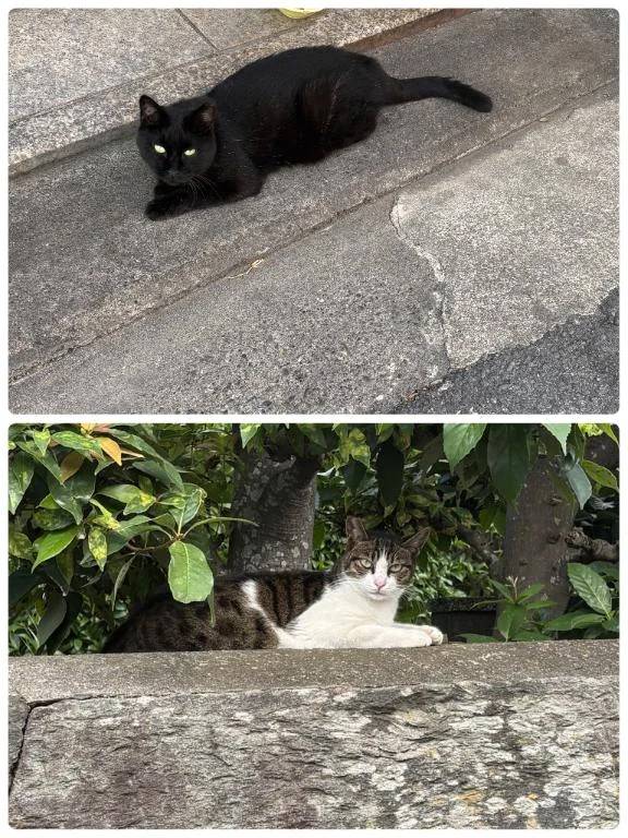 (˙◁˙)ﾉぐんもーに☀️