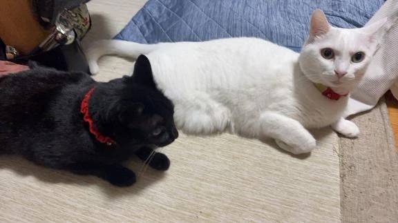 おはー🔆(((o(*ﾟ▽ﾟ*)o)))🔆