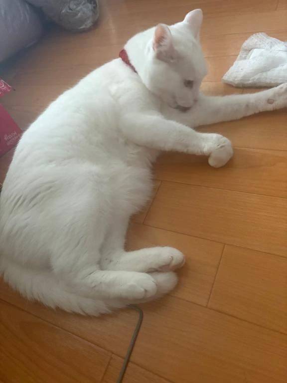 こんにちは