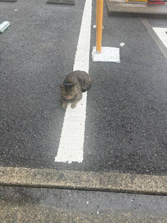 おはようございます٩(*´꒳`*)۶