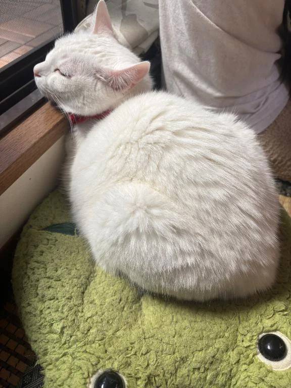 おはようございます٩(*´꒳`*)۶