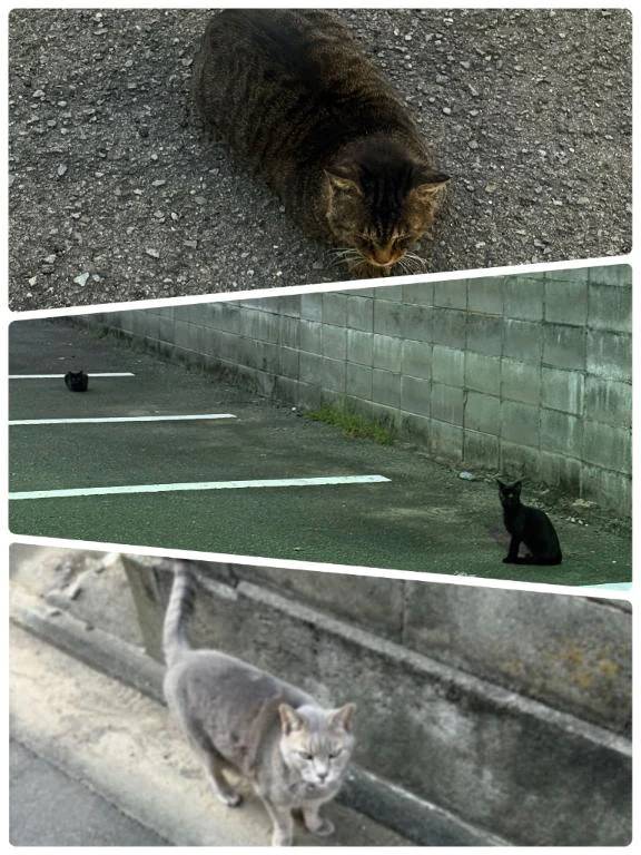 かれん