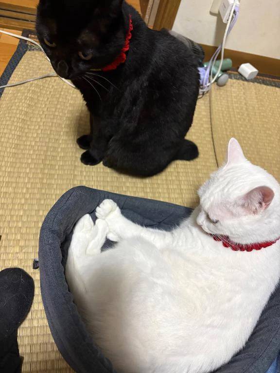 かれん