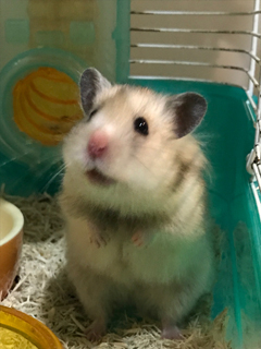 店長の日記（Cherie）