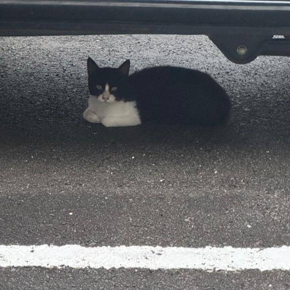 よしの