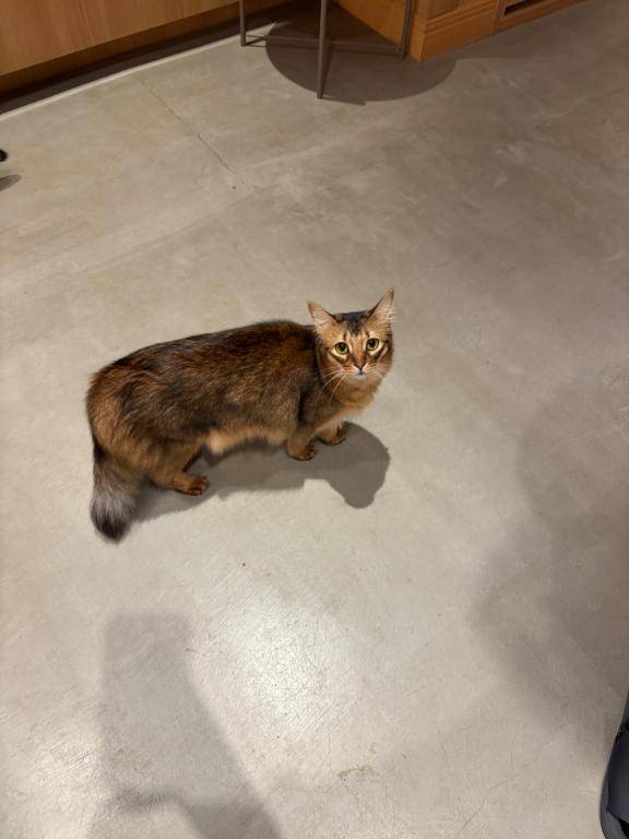 🐱