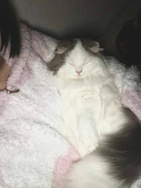 もっと癒しを🐱💗