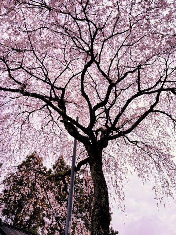 お花見デート💗