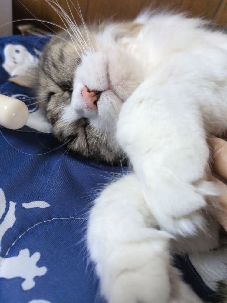 ゴロゴロから寝息へ、愛猫の罠♡
