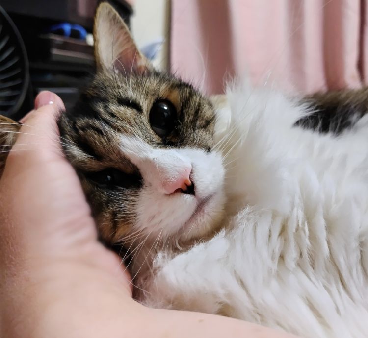 袋に頭を突っ込んでくる。。