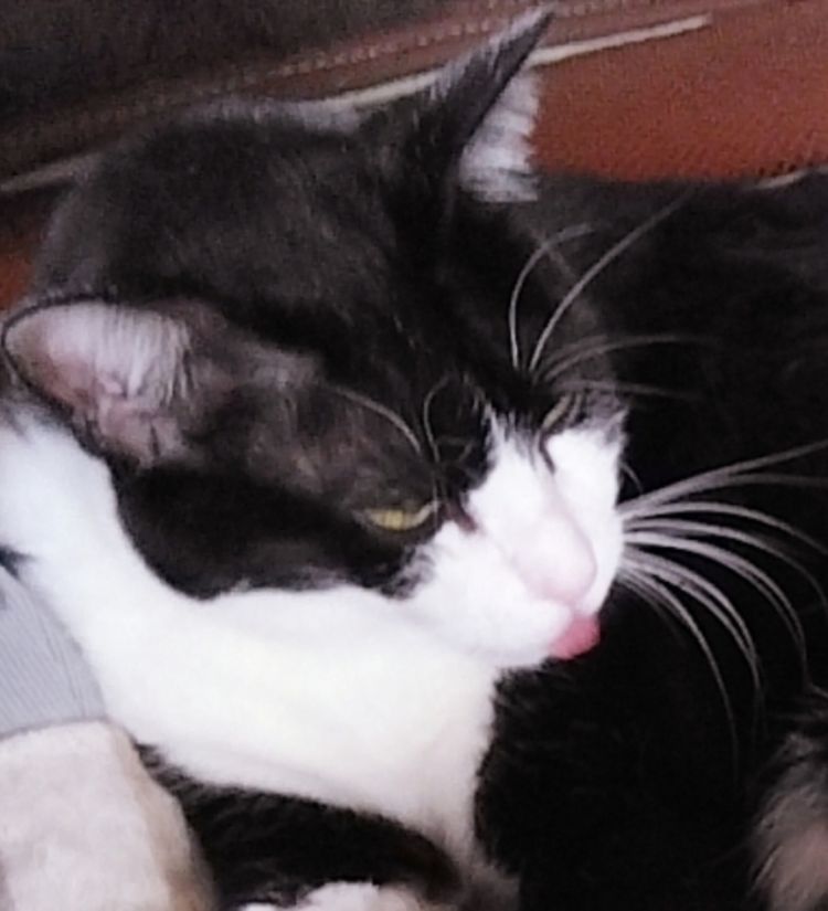 猫のことになると、つい話が尽きなくなってしまいます♡