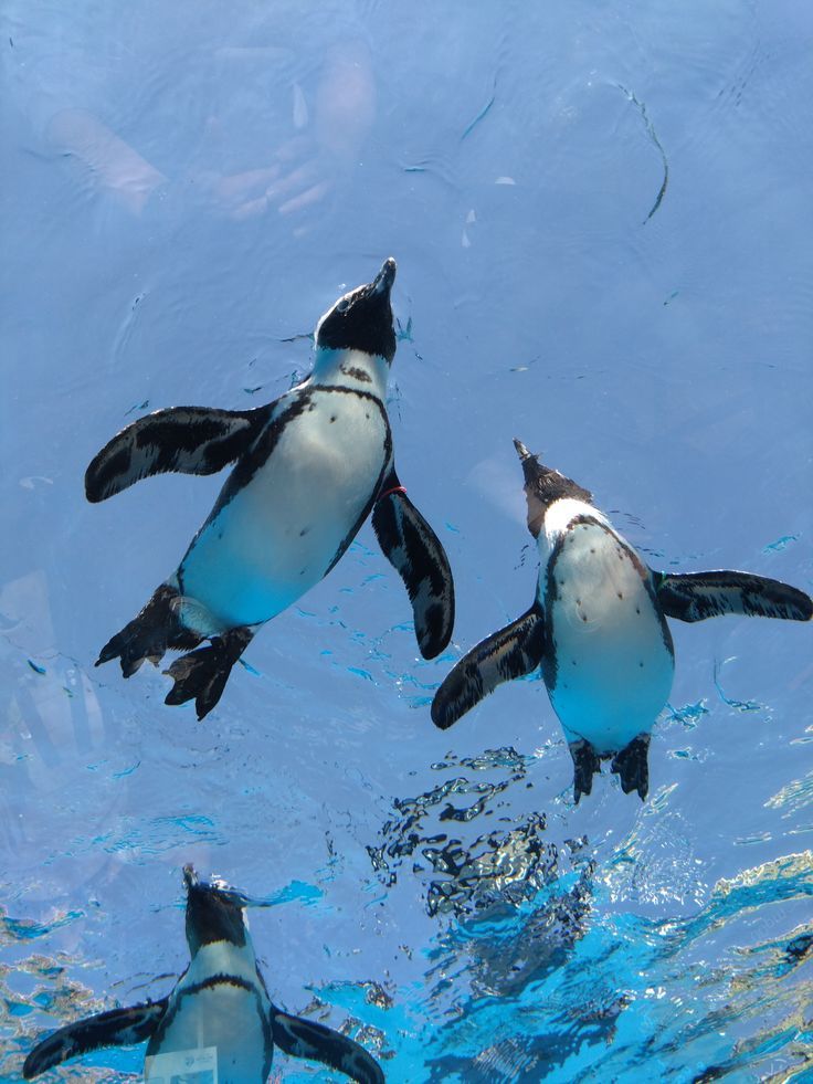 会話が終わらないのでペンギンで逃げました🐧笑