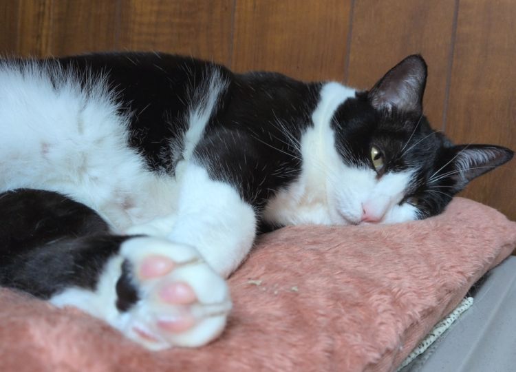 🐾「ねぇねぇ♡」の合図は肉球でした💕