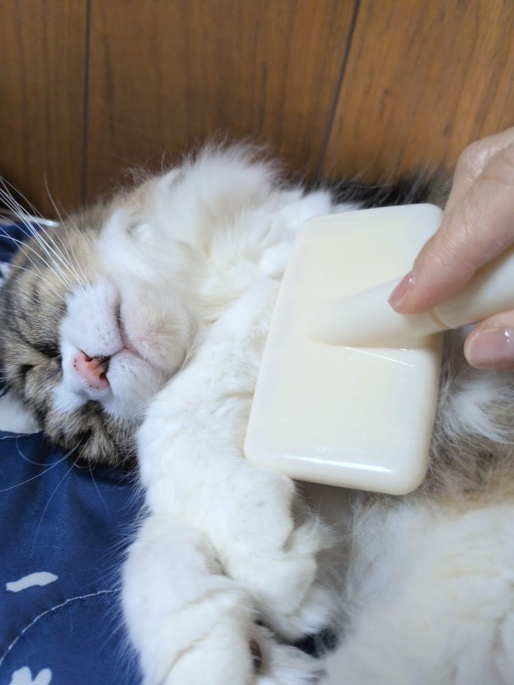 夏がくる合図は、ふわふわの毛玉から🌻