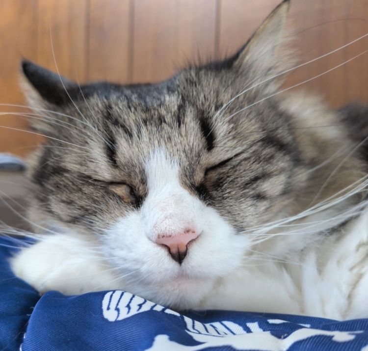 猫さまの察知力、おそるべし🤣