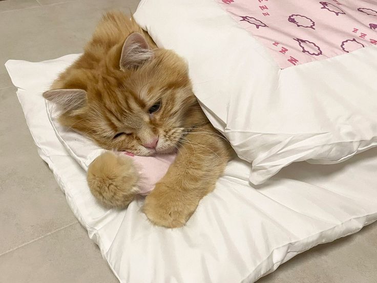 間に合う二度寝😴