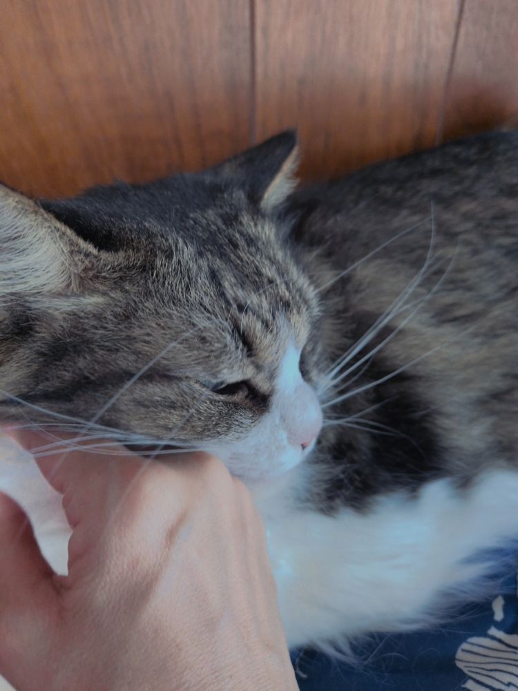 アラームより頼れる相棒🐱💕