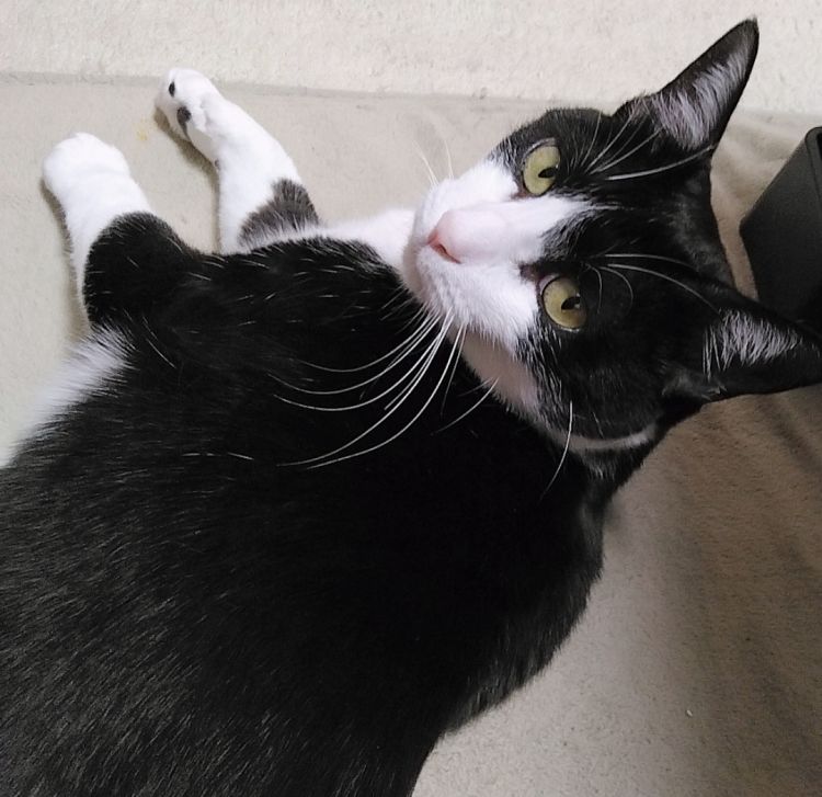 🐾猫あるある発動😺💕