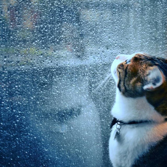 今夜から雨…。