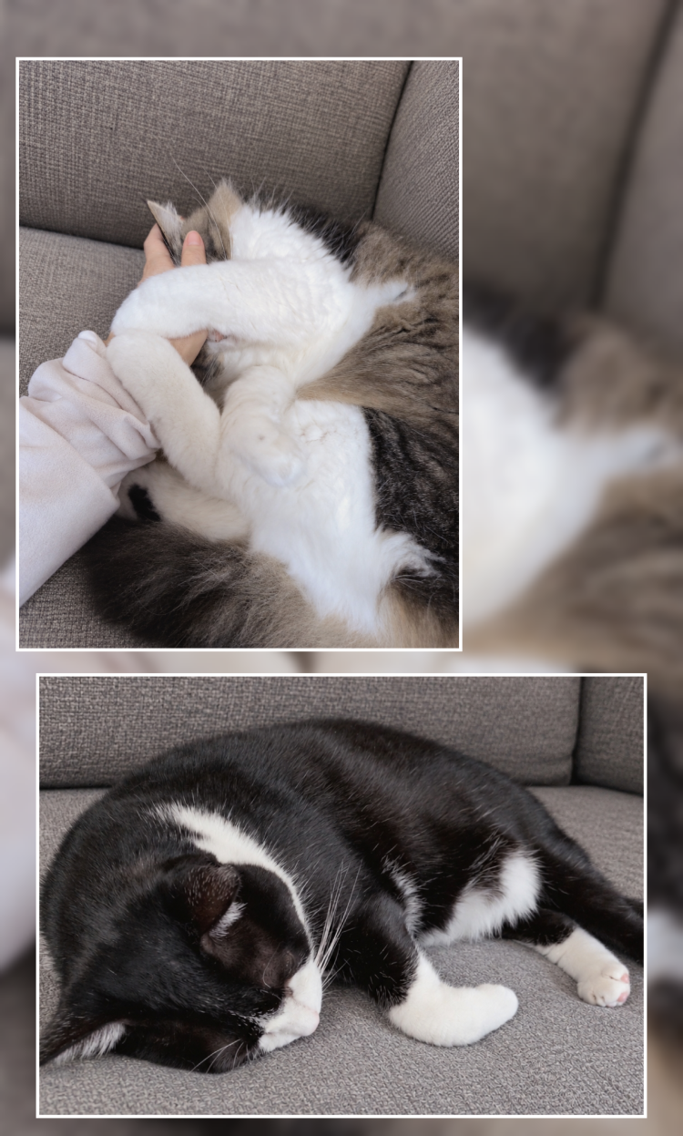 秋の朝は、猫様に起こされて♡