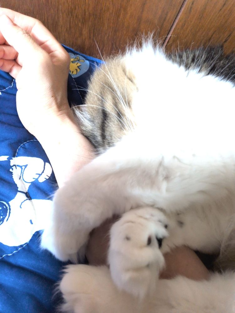  猫様の「まだぁ〜？」が可愛すぎる朝 🤭🐾 ♡