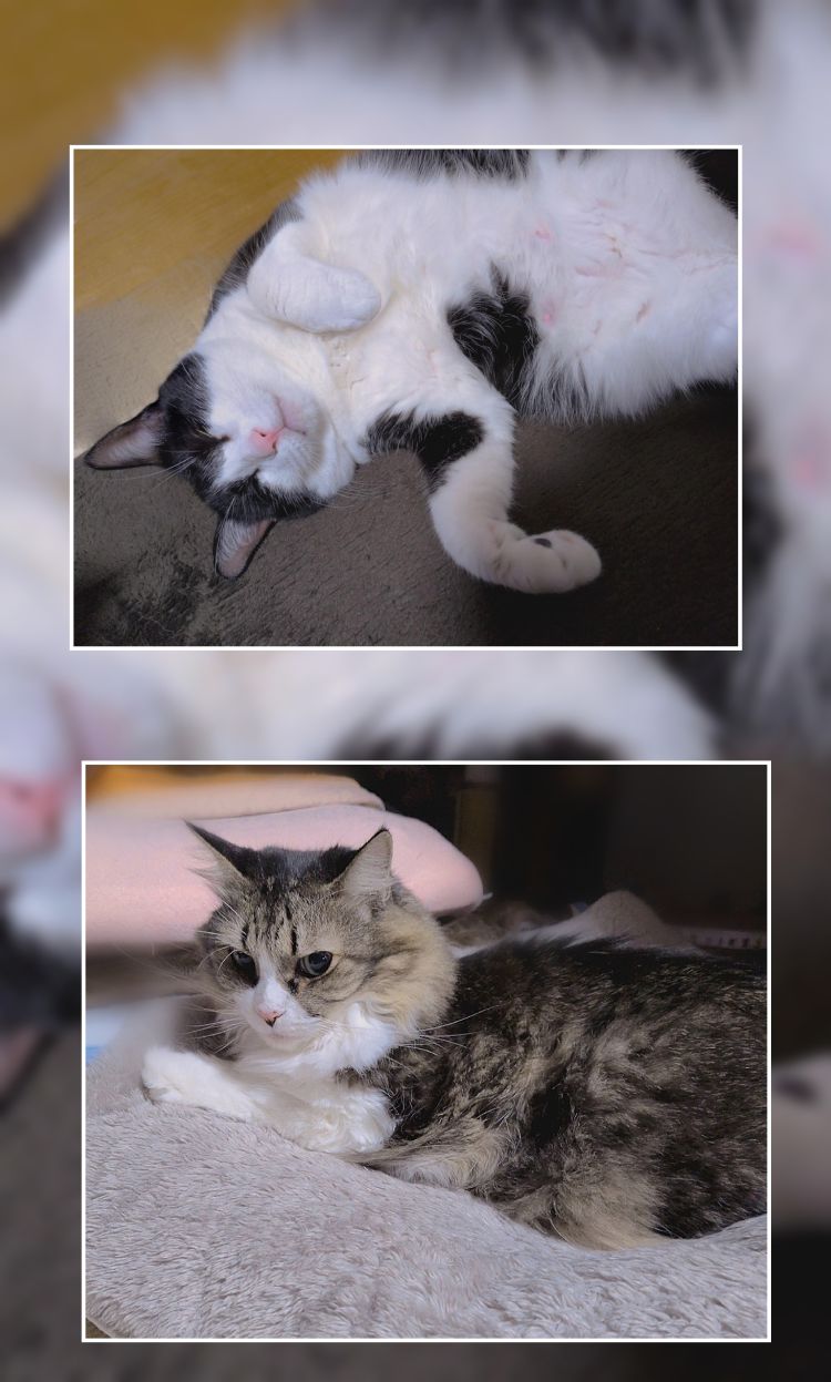 💕可愛さ無限大♡我が家の猫様たち😽🐾💩