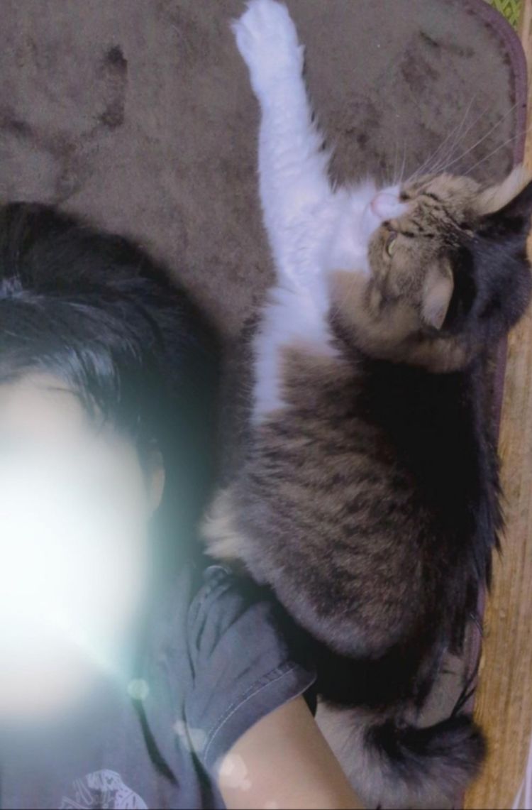  猫様、朝からひと仕事です🤭