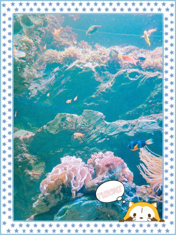 『つぼみ』★松山本店★